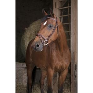 Bridles Norton Pro Fin image-1