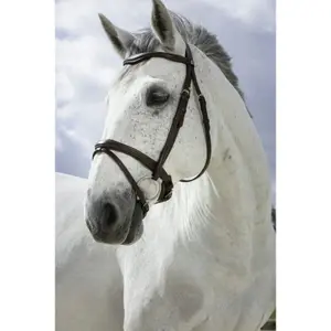 Combination bridles Norton Pro