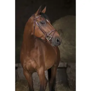 Combination bridles Norton Pro image-1