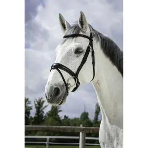 Bridles Norton Pro Soft