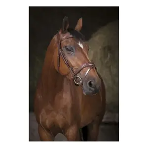 301832218-trans-for-ridning-norton-pro-vague-havanna