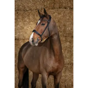Cabeçadas de equitação Norton Pro Éclat image-0