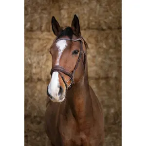 301872-trans-for-ridning-norton-pro-miss-havanna