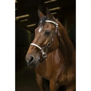 Bridons équitation Norton Pro Side-Pull image-0
