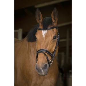 301892202-trans-for-ridning-norton-pro-rock-svart