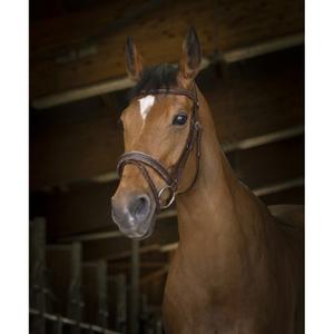 301892218-trans-for-ridning-norton-pro-rock-havanna