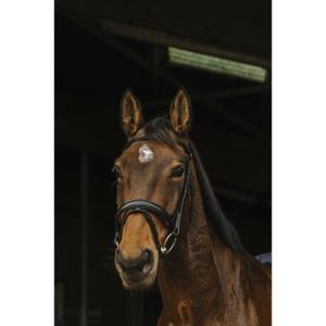 301897202-anatomische-hoofdstellen-norton-pro-dark-zwart-volbloed