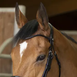Zaumzeug Reiten Norton Pro Cuir rond image-1