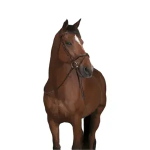 Redini per cavalli Norton Pro Caoutchouc image-3