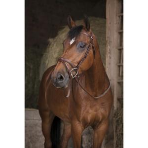 Reins for horses Norton Pro GP image-1