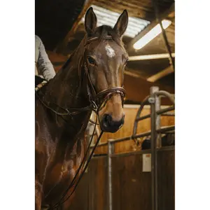 German bolt with strap fastener Norton Pro image-3