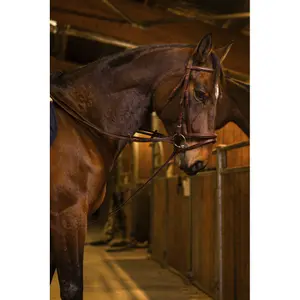 German bolt with strap fastener Norton Pro image-2