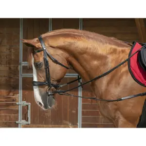 Short elastic horse bridle/blanket Norton Pro image-0