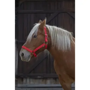 Λουρί για άλογο εργασίας Norton Pro image-1