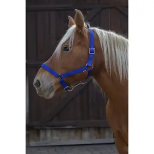 Halter for draft horse Norton Pro image-0