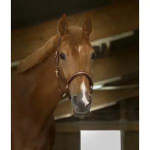 Cabresto para cavalos Norton Pro Clincher image-1