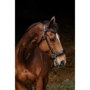 Trense Norton Hackamore image-1