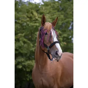 Frontal Norton Chasse-mouches image-1