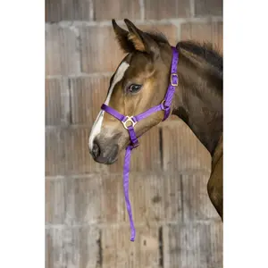 Halter for foal and lead rope Norton image-0