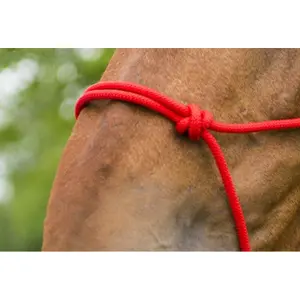 Halter for horse Norton First image-2