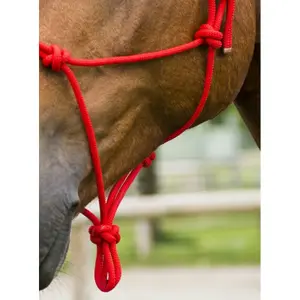 Halter for horse Norton First image-3