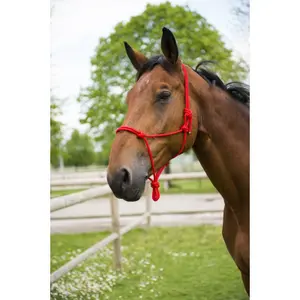Halter for horse Norton First image-1