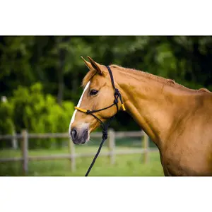 Halter Norton Fun colour image-0