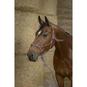 Halter for horse Norton Eco image-0