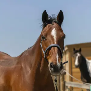 Licol pour cheval Norton Zari image-0