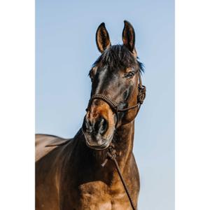 510265304-ensemble-licol-et-longe-pour-cheval-norton-deco-brun-beige-full