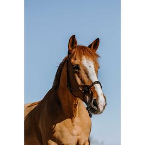 510269302-licol-ethologique-pour-cheval-norton-zary-noir-full