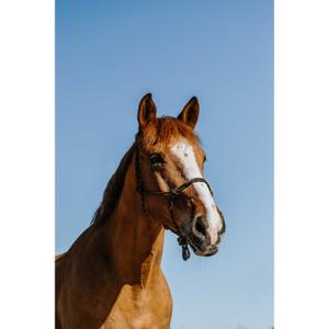 510269304-licol-ethologique-pour-cheval-norton-zary-marron-full