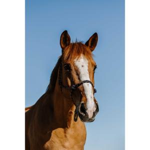 510269307-licol-ethologique-pour-cheval-norton-zary-marine-full