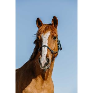 510269308-licol-ethologique-pour-cheval-norton-zary-vert-fonce-full
