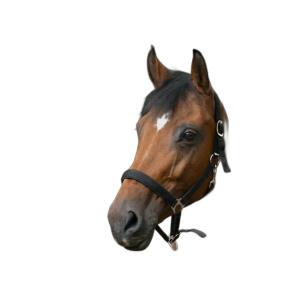 Cavezza per cavalli Norton Doublé néoprène image-2