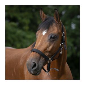 Cavezza per cavalli Norton Doublé néoprène image-3