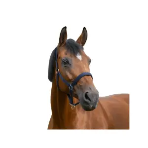 Cavezza per cavalli Norton Doublé néoprène image-1