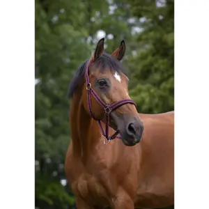 Cabresto para cavalos Norton Doublé néoprène image-1