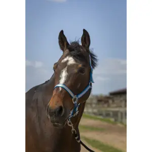 Licol pour cheval en nylon doux Norton image-1