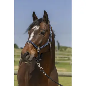 Licol pour cheval Norton Grooming image-1