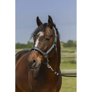 Cabresto de 4 linhas Norton image-0