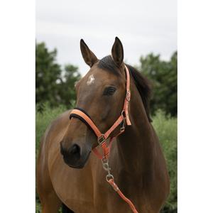 510249225-halter-and-lead-rope-set-for-large-horses-norton-coral