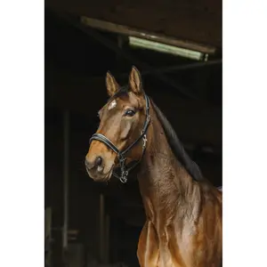 Leather horse halter Norton Rock