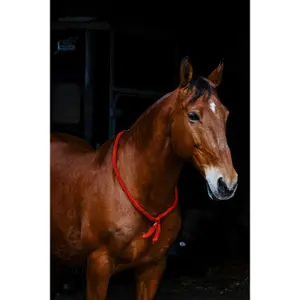 Ηθικό περιλαίμιο για άλογο Norton image-1