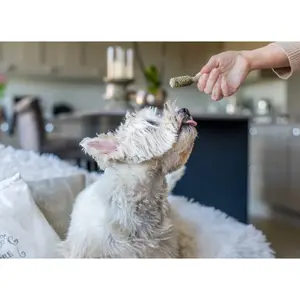 Lot de 32 jouets pour chien Nylabone Nutri Dent Mini TU image-2