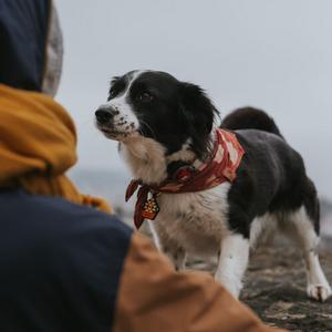 Led-Lampe Orbiloc Dog Dual image-3