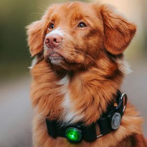 Led-Lampe Orbiloc Dog Dual image-4