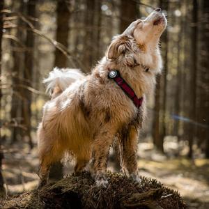 Led-Lampe Orbiloc Dog Dual image-3