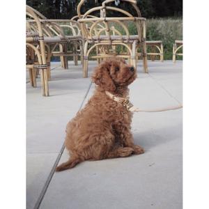 Halskette aus Leder OYOY Living Design Zoo image-1