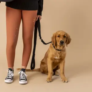 Packung Halsband &amp; Leine für Hunde GEM image-2